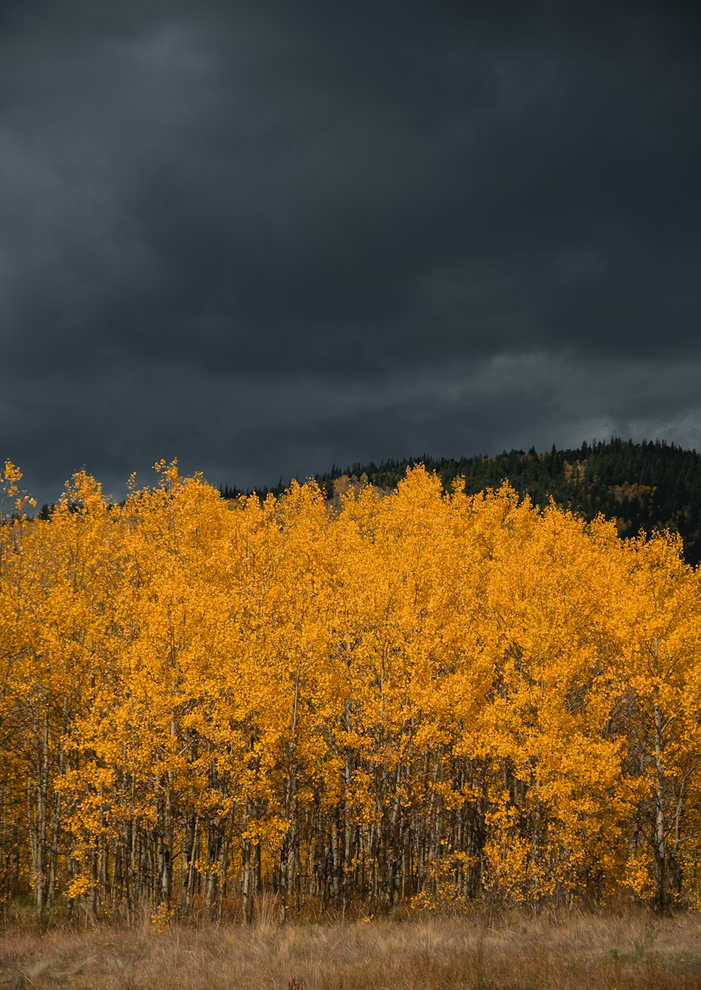 a forest filled with lots of yellow trees under a dark sky