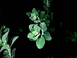 Vibrant green leaves are sharply illuminated against a dark background, creating a striking contrast. The leaves are broad with smooth edges and some visible veins. They appear crisp and fresh, indicating healthy plant life.