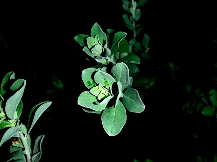 Vibrant green leaves are sharply illuminated against a dark background, creating a striking contrast. The leaves are broad with smooth edges and some visible veins. They appear crisp and fresh, indicating healthy plant life.