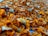 A close-up view of numerous orange and brown dried turmeric pieces scattered across a surface. The texture appears rough and fibrous with some areas blending into a bluish background.