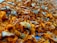 A close-up view of numerous orange and brown dried turmeric pieces scattered across a surface. The texture appears rough and fibrous with some areas blending into a bluish background.