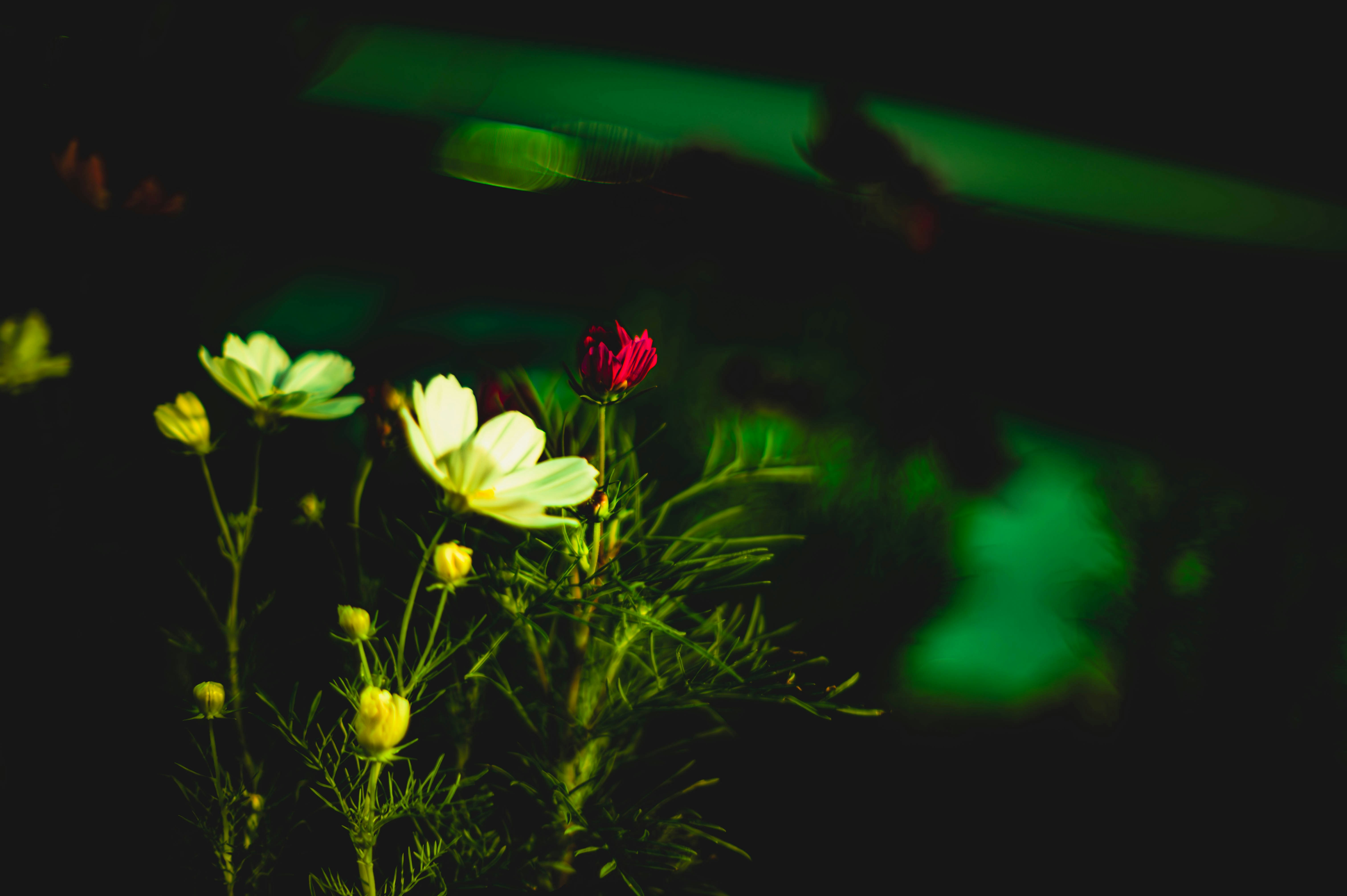a bunch of flowers that are in the dark
