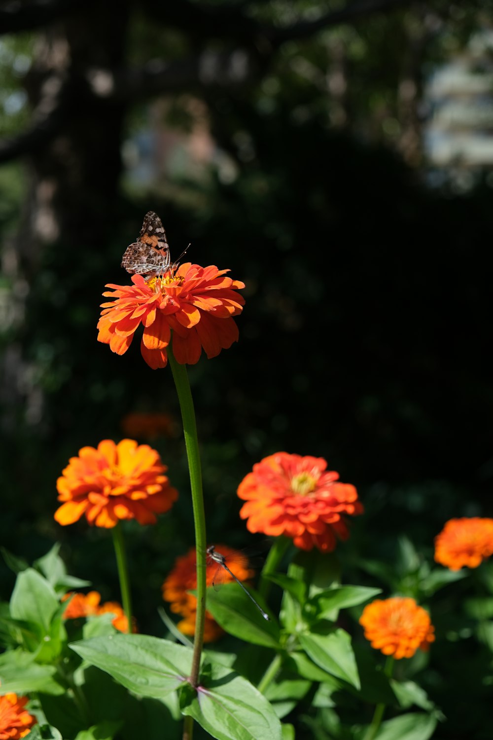 a butterfly sitting on top of an orange flower