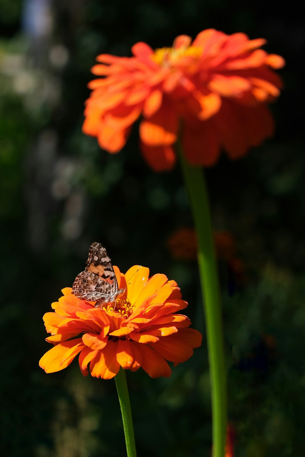 a butterfly sitting on top of an orange flower