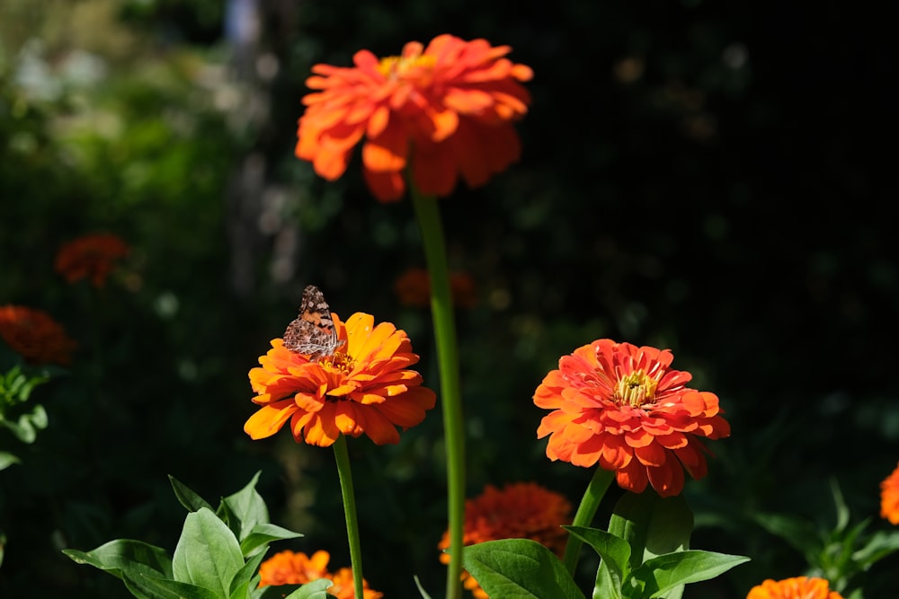 a bee is sitting on a flower in a garden