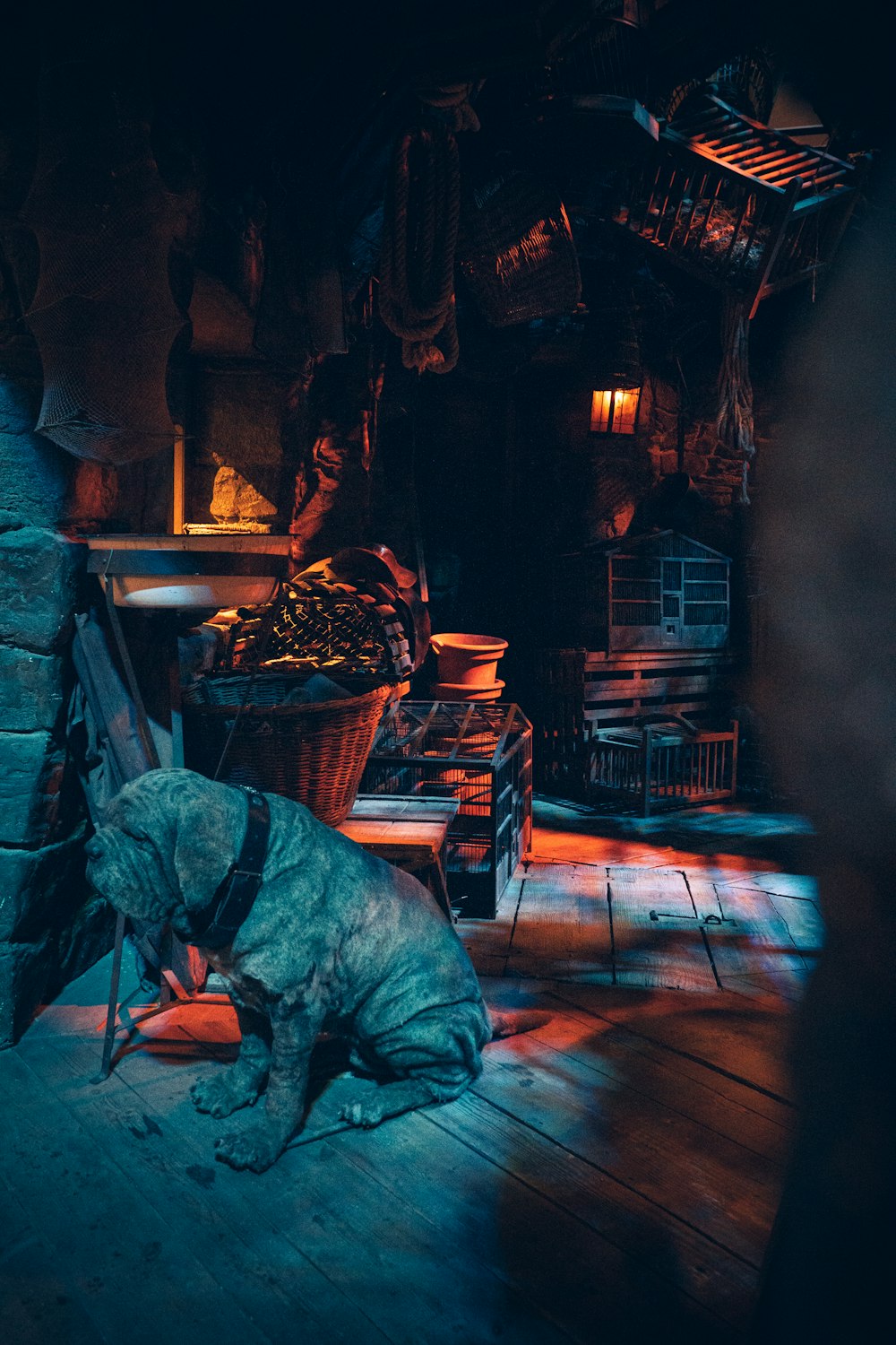 a dog sitting on a wooden floor in a dark room