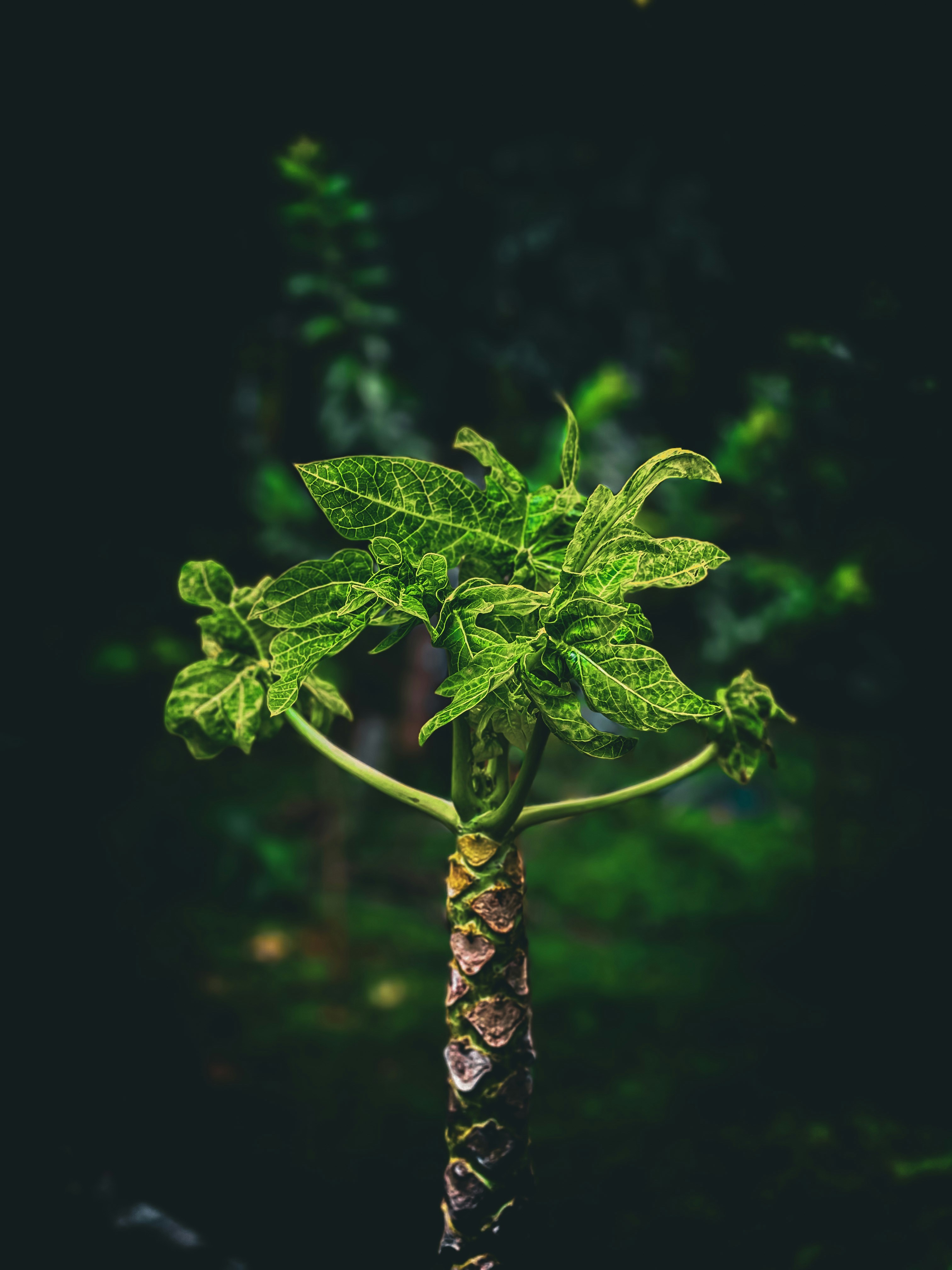 Ilustración Estilo Retro Mahi Mahi Dorado Delfín Común Coryphaena Hippurus  Vector de stock #381837520 de ©patrimonio, image size:3000x4000