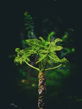 A fresh stevia plant growing in sunlight, highlighting natural origins.