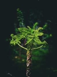 A young plant with vibrant green leaves and a textured stem stands out against a dark, blurred background, highlighting its intricate veining and healthy growth.