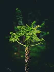A fresh stevia plant growing in sunlight, highlighting natural origins.