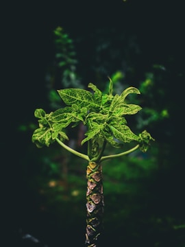 A young plant with vibrant green leaves and a textured stem stands out against a dark, blurred background, highlighting its intricate veining and healthy growth.