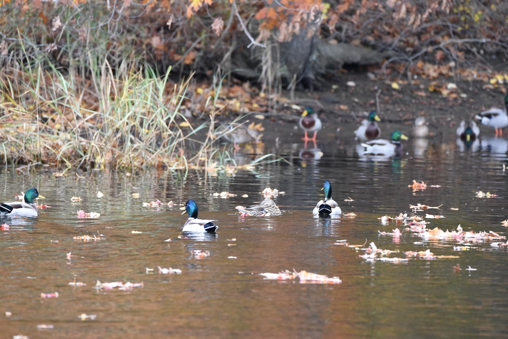 a flock of ducks floating on top of a lake