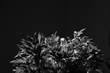 A black and white photograph of a bouquet of flowers with leaves and petals in various stages of bloom. The flowers are illuminated by a light source from the side, creating strong contrasts between light and shadow and emphasizing the textures of the petals and leaves against a dark background.