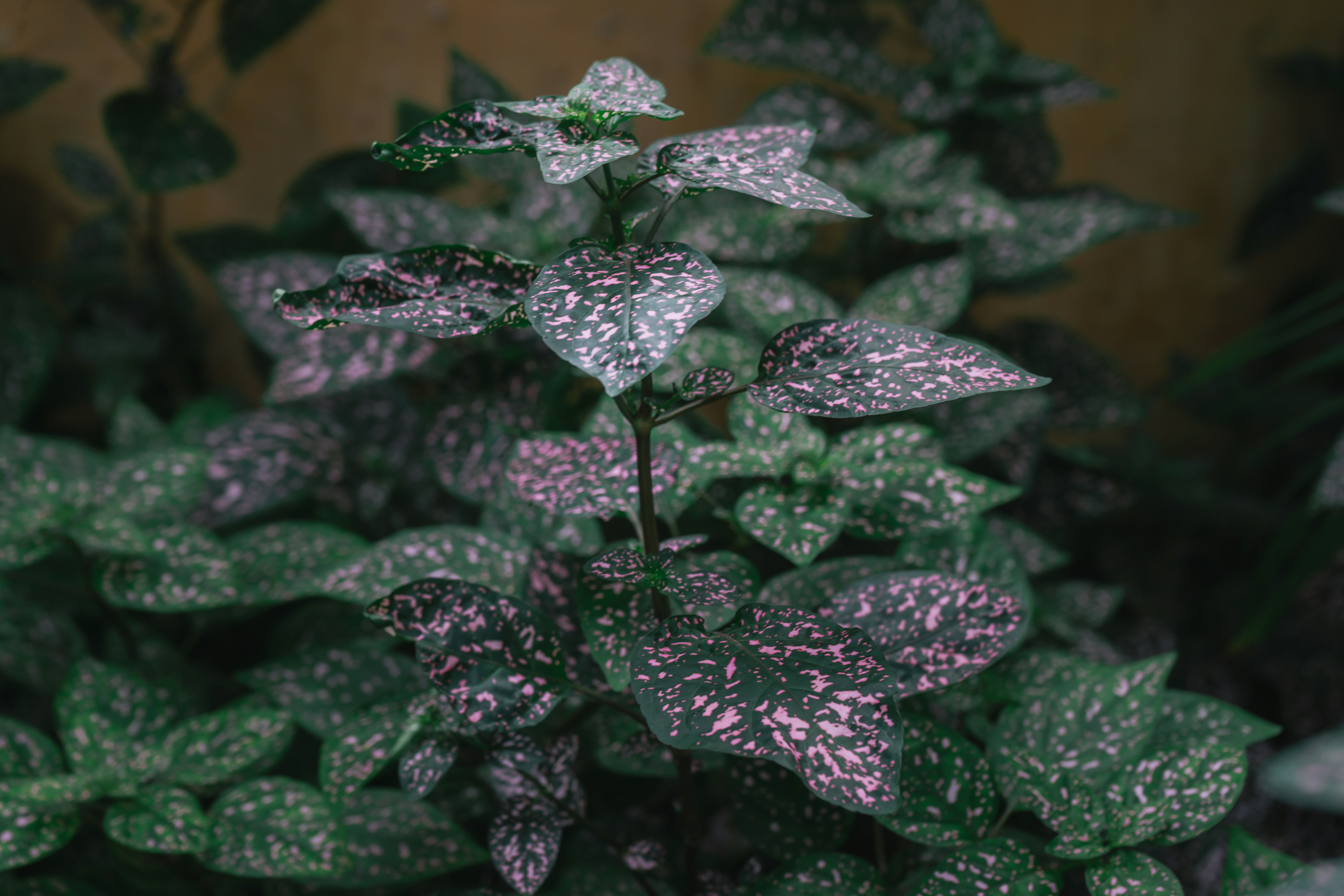 Photo by mariasolponce