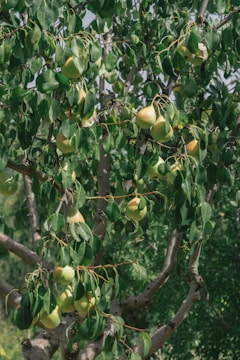 A humorous meme featuring a Bradford pear tree with a funny caption.