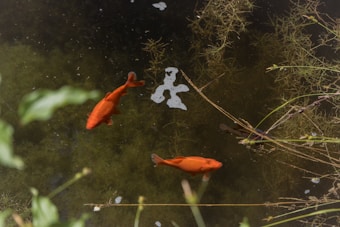 Two vibrant orange fish swim leisurely in a pond surrounded by aquatic plants. The water is clear with patches of green algae and a few floating leaves. Stalks of pond grasses and other vegetation gently frame the scene, creating a natural and tranquil setting.