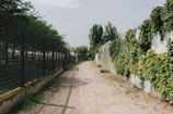 A pathway bordered by a metal fence on the left and a wall covered with leafy green vines on the right. The ground is sandy with patches of grass, and shadows from the fence create a pattern on the path. Trees and more greenery are visible in the distance under a clear sky.