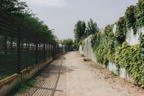 A pathway bordered by a metal fence on the left and a wall covered with leafy green vines on the right. The ground is sandy with patches of grass, and shadows from the fence create a pattern on the path. Trees and more greenery are visible in the distance under a clear sky.