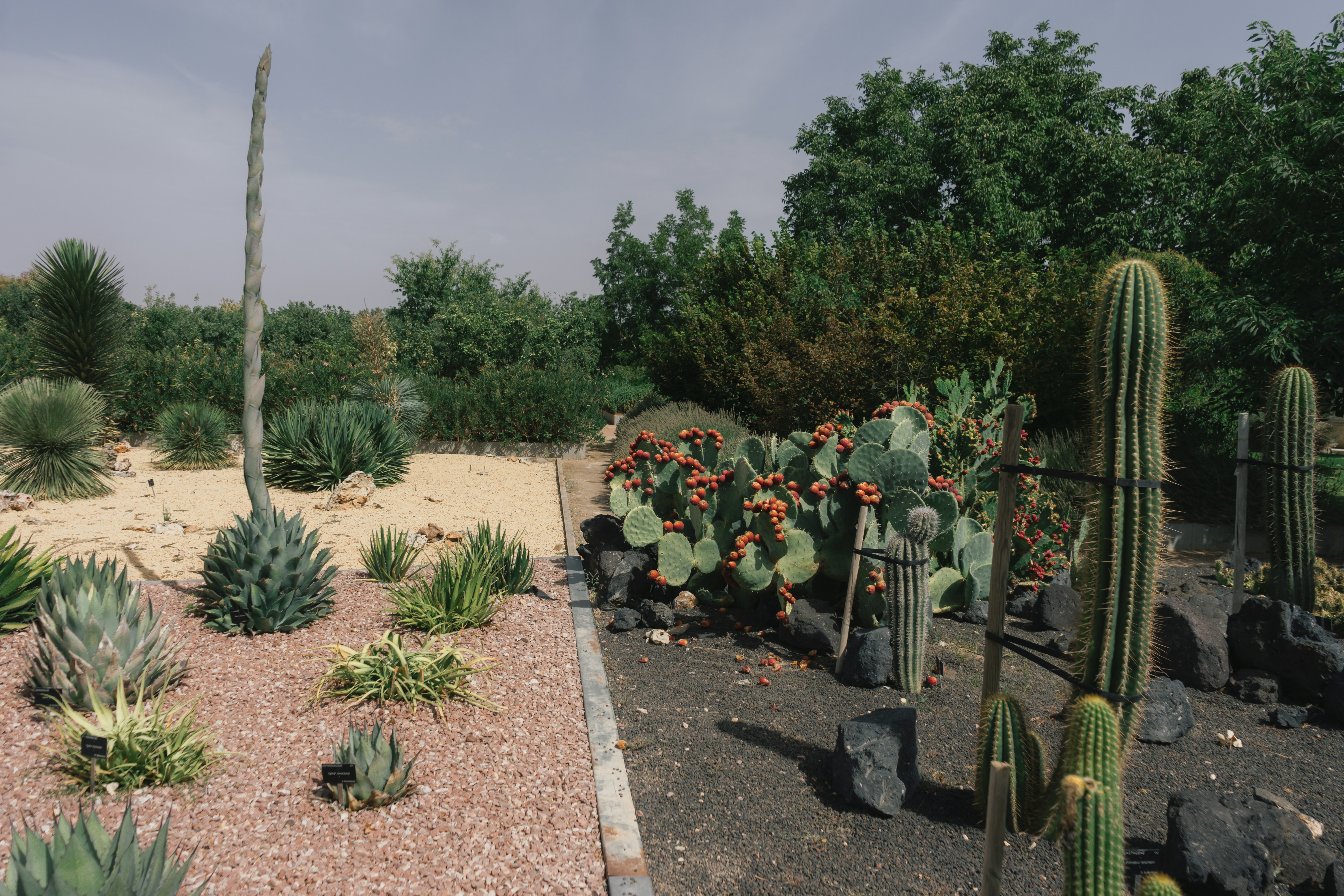 Creative and Unique Ways to Use Cactuses in Your Space