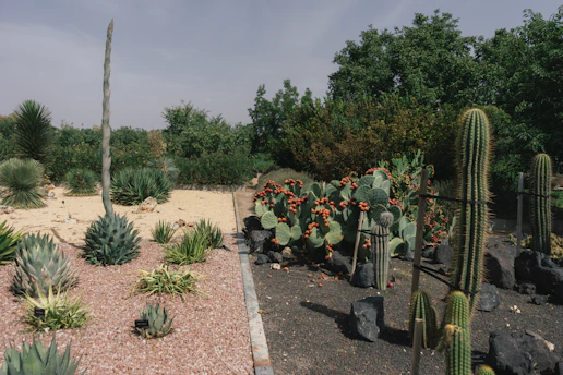 A garden features a variety of cacti and succulents arranged in a landscaped setting. Tall columnar cacti, smaller round succulents, and flowering prickly pear cacti with orange-red fruit create a lush and textured scene. The ground is covered with pebbles and rocks, and the garden is bordered by lush green foliage and trees in the background.