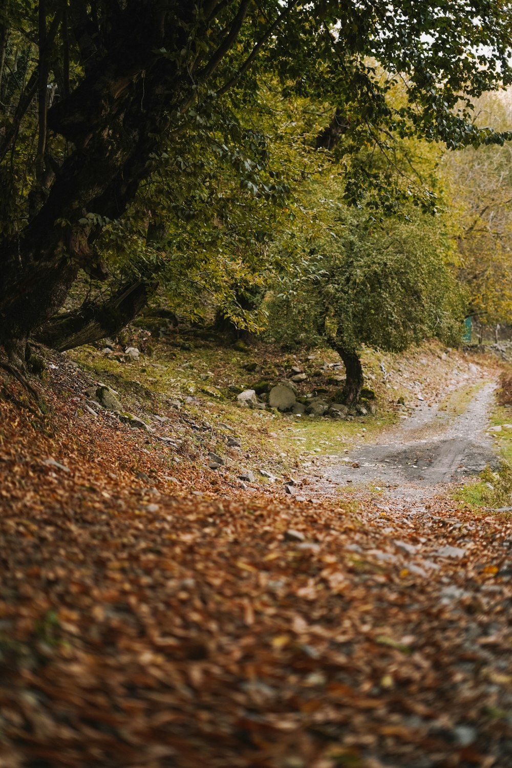 a dirt road surrounded by trees and leaves