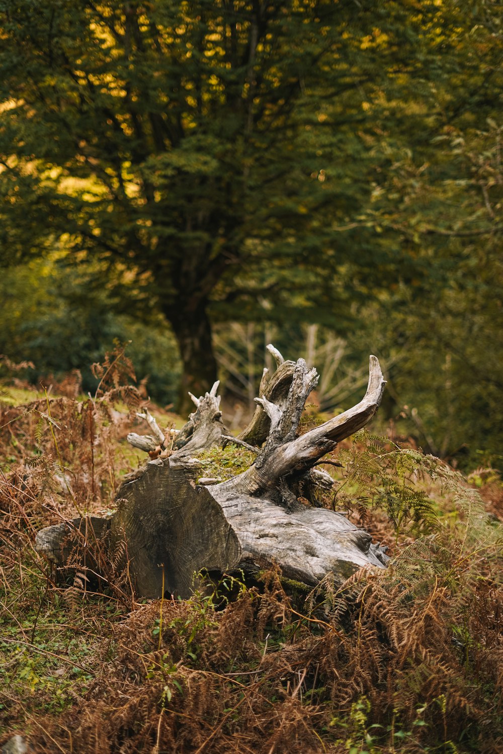 a tree stump in the middle of a forest