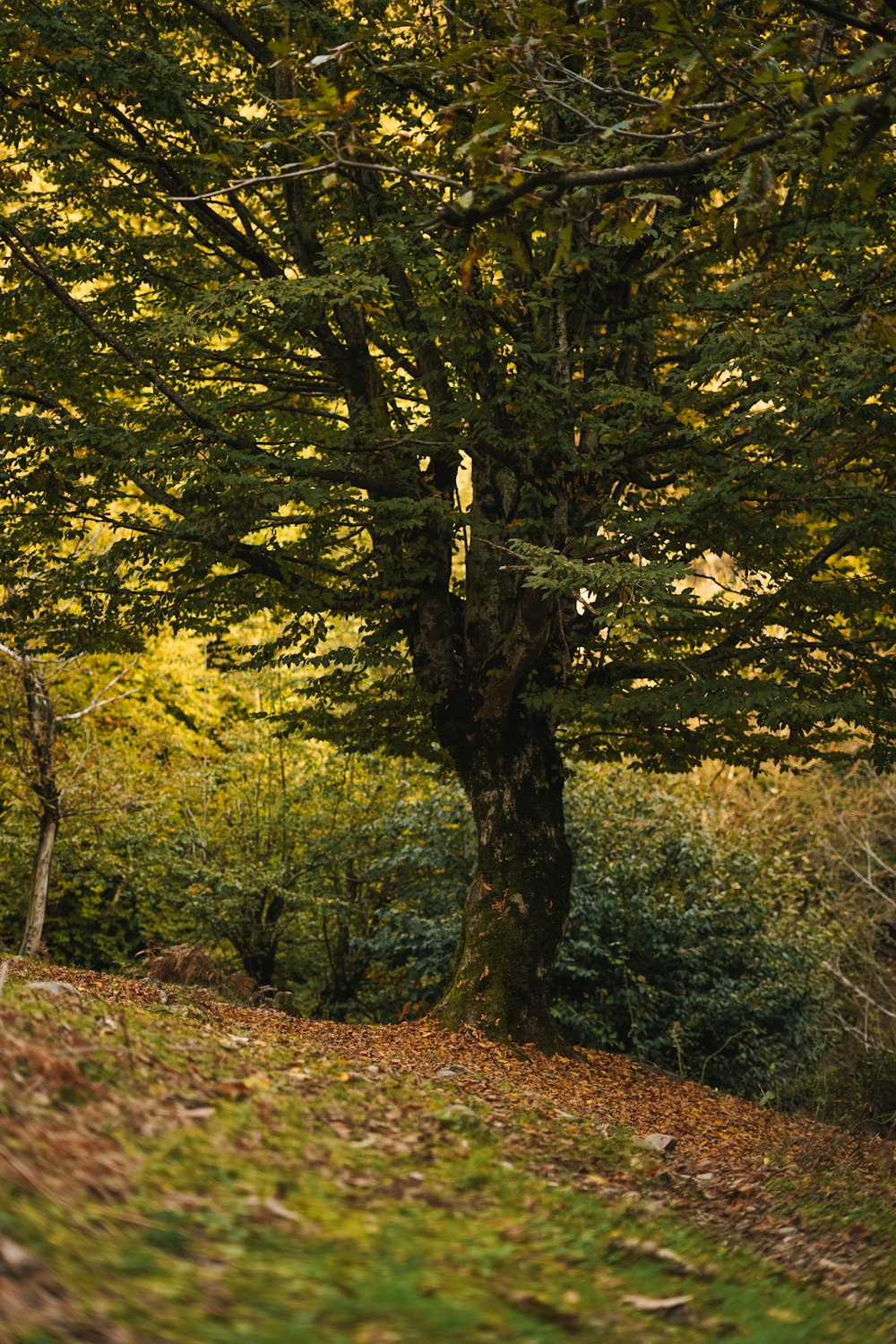 a bench under a tree in a wooded area