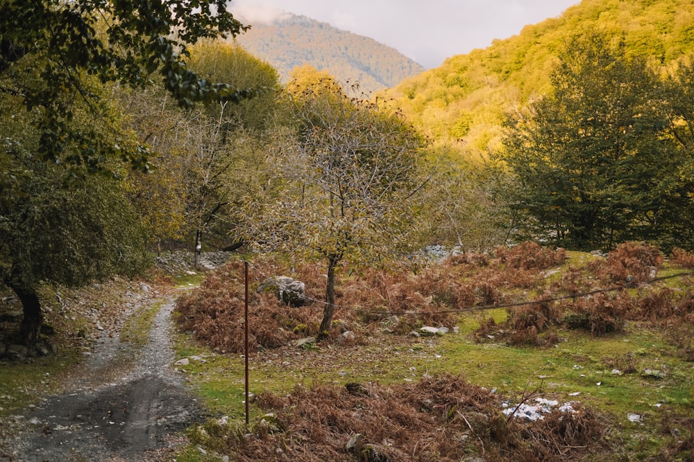 a dirt path in the middle of a forest