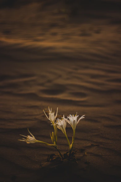 a small white flower sitting on top of a sandy beach