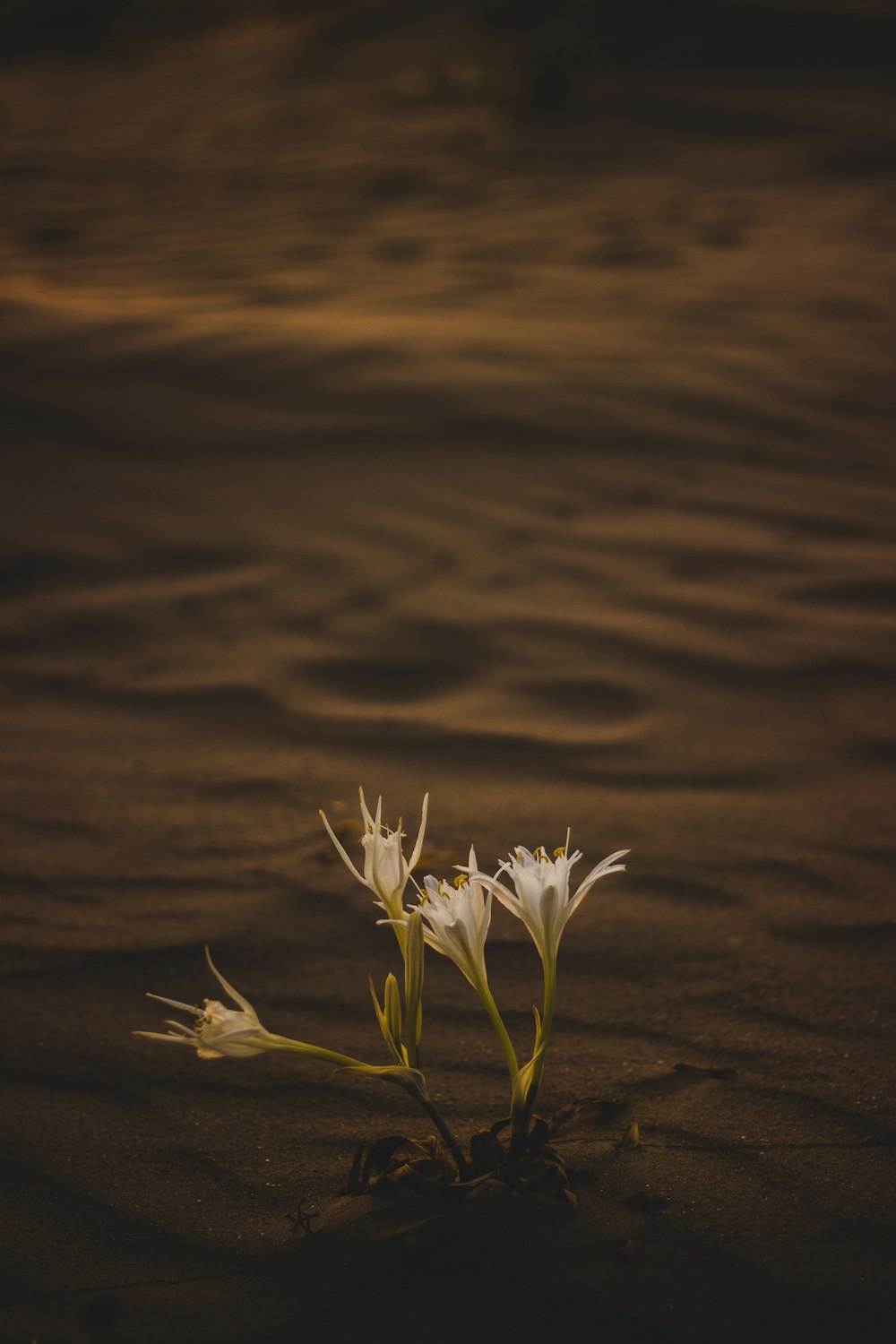 eine kleine weiße Blume, die auf einem Sandstrand sitzt