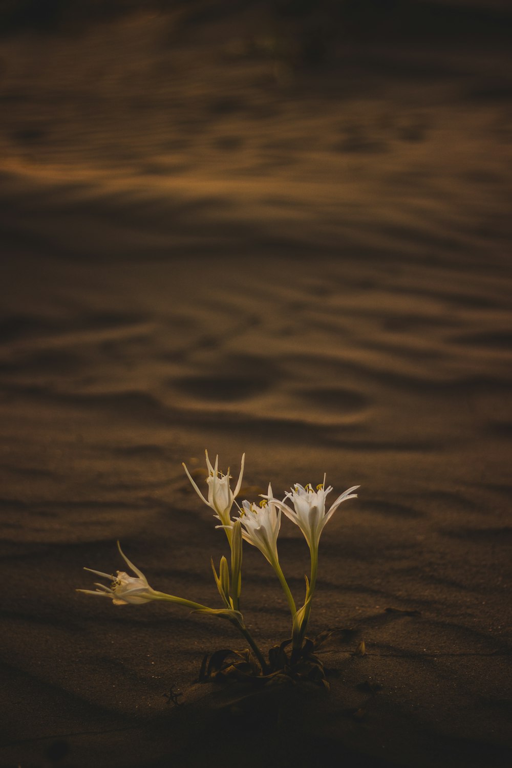 a small white flower sitting on top of a sandy beach