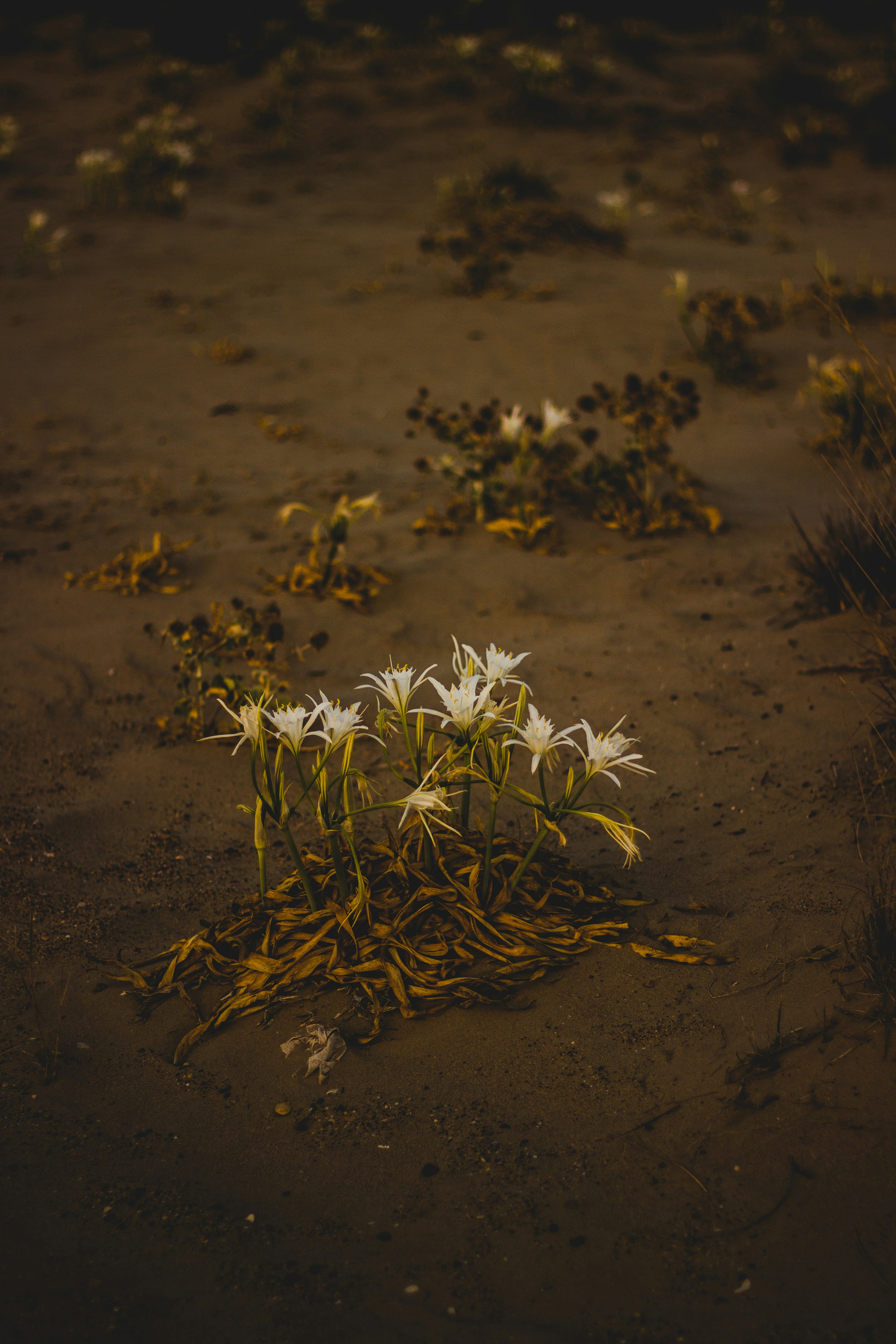 a bunch of flowers that are in the dirt