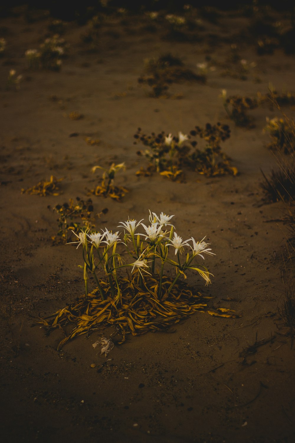 un mazzo di fiori che sono nella sporcizia