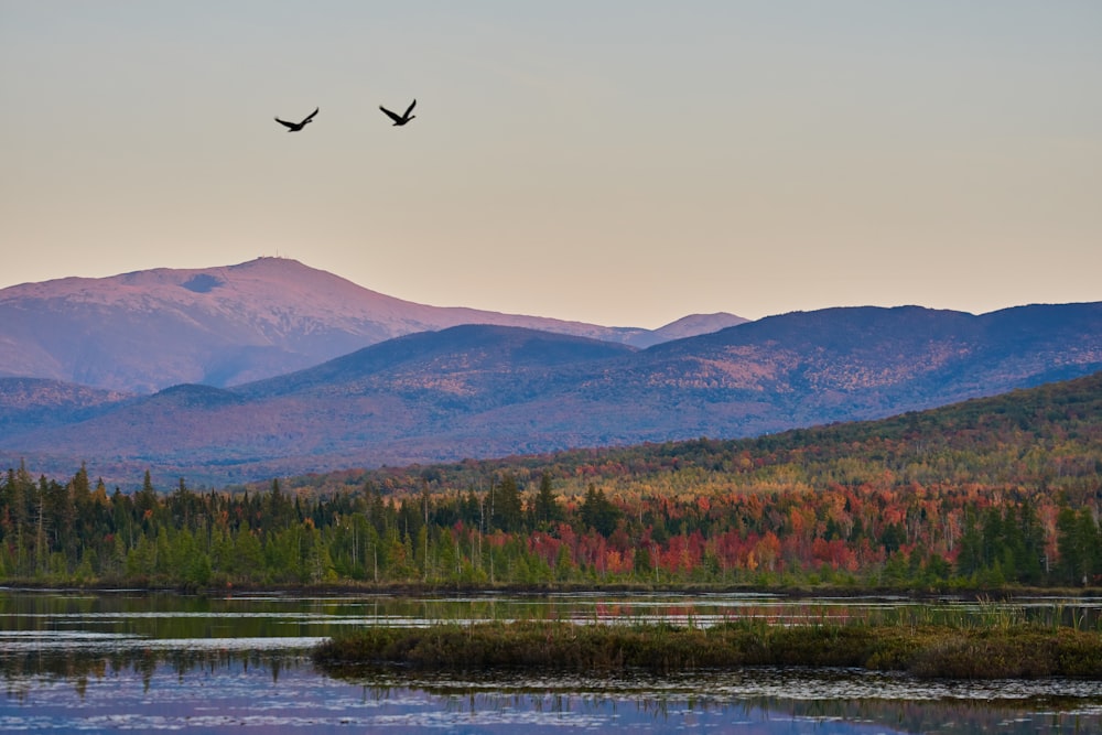 a couple of birds flying over a lake