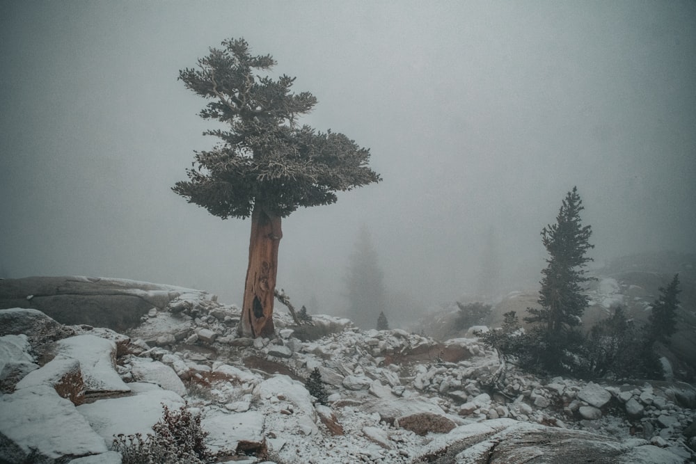 a lone tree on a snowy mountain top