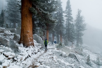 Hikers are seen walking through a snow-covered forest trail. Tall trees with reddish-brown trunks tower above, their branches dusted with snow. The path is lined with rocks and small shrubs, also covered in a light blanket of snow, and the scene appears misty and cold.