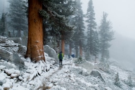 Hikers are seen walking through a snow-covered forest trail. Tall trees with reddish-brown trunks tower above, their branches dusted with snow. The path is lined with rocks and small shrubs, also covered in a light blanket of snow, and the scene appears misty and cold.