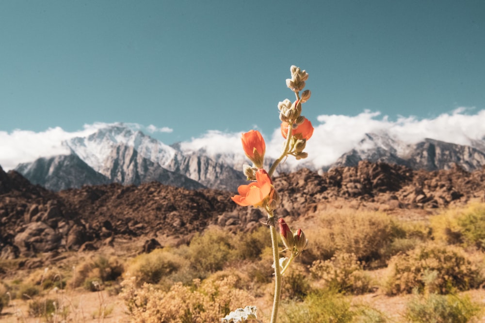 a flower in the desert with mountains in the background