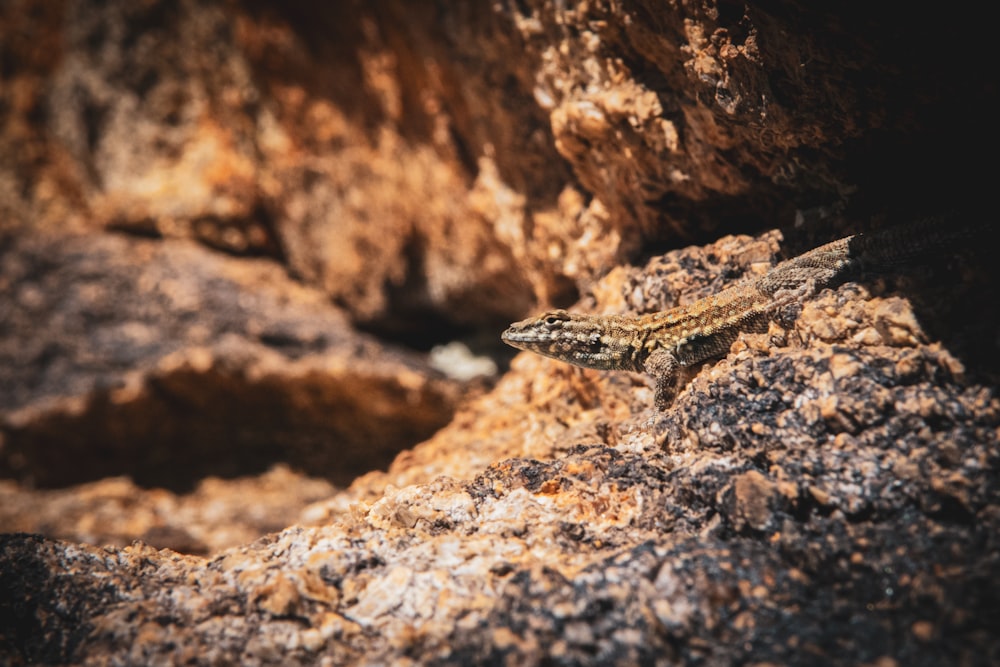 Um pequeno lagarto está sentado em uma rocha