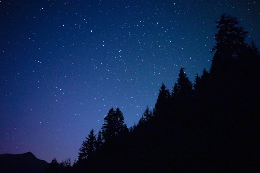 the night sky with stars and trees in the foreground