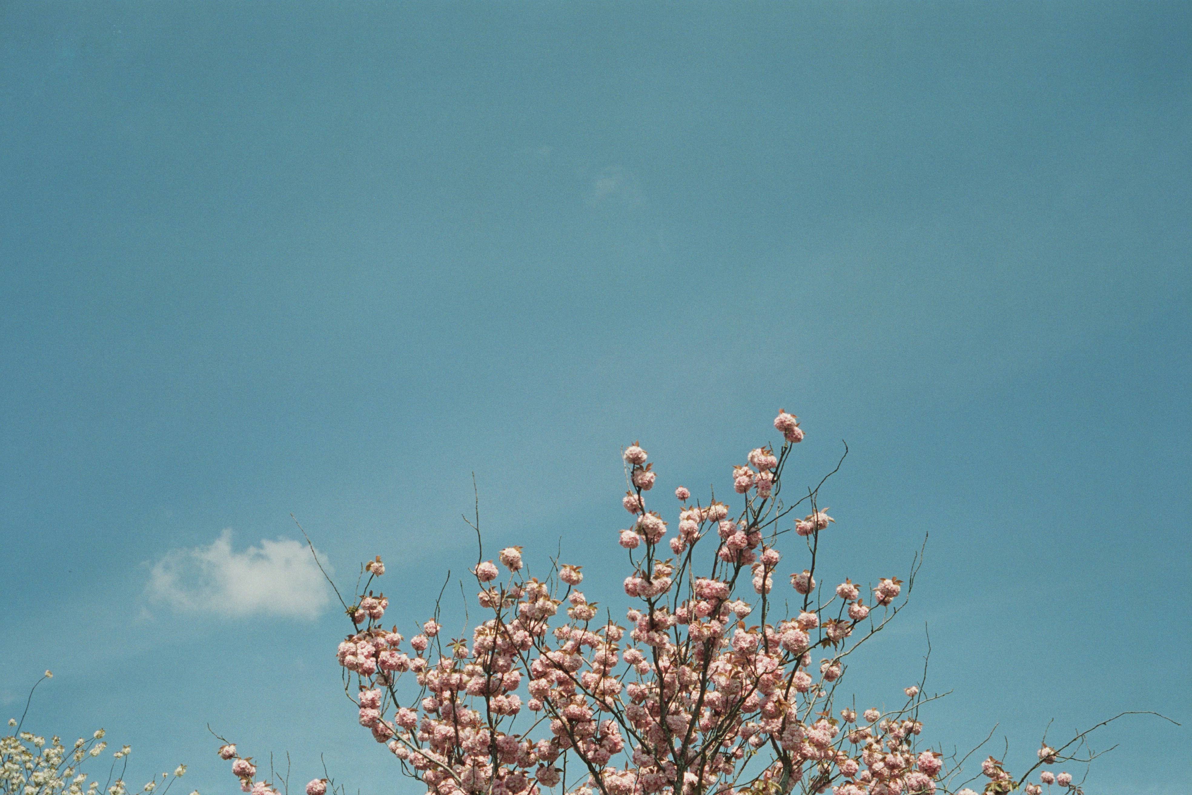 a tree with lots of pink flowers in front of a blue sky