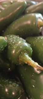 A bunch of bright jalapeño chiles freshly picked, glistening with morning dew.