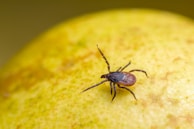 A close-up view of a tick crawling on a yellowish-green surface, displaying its brown and black body with elongated legs.
