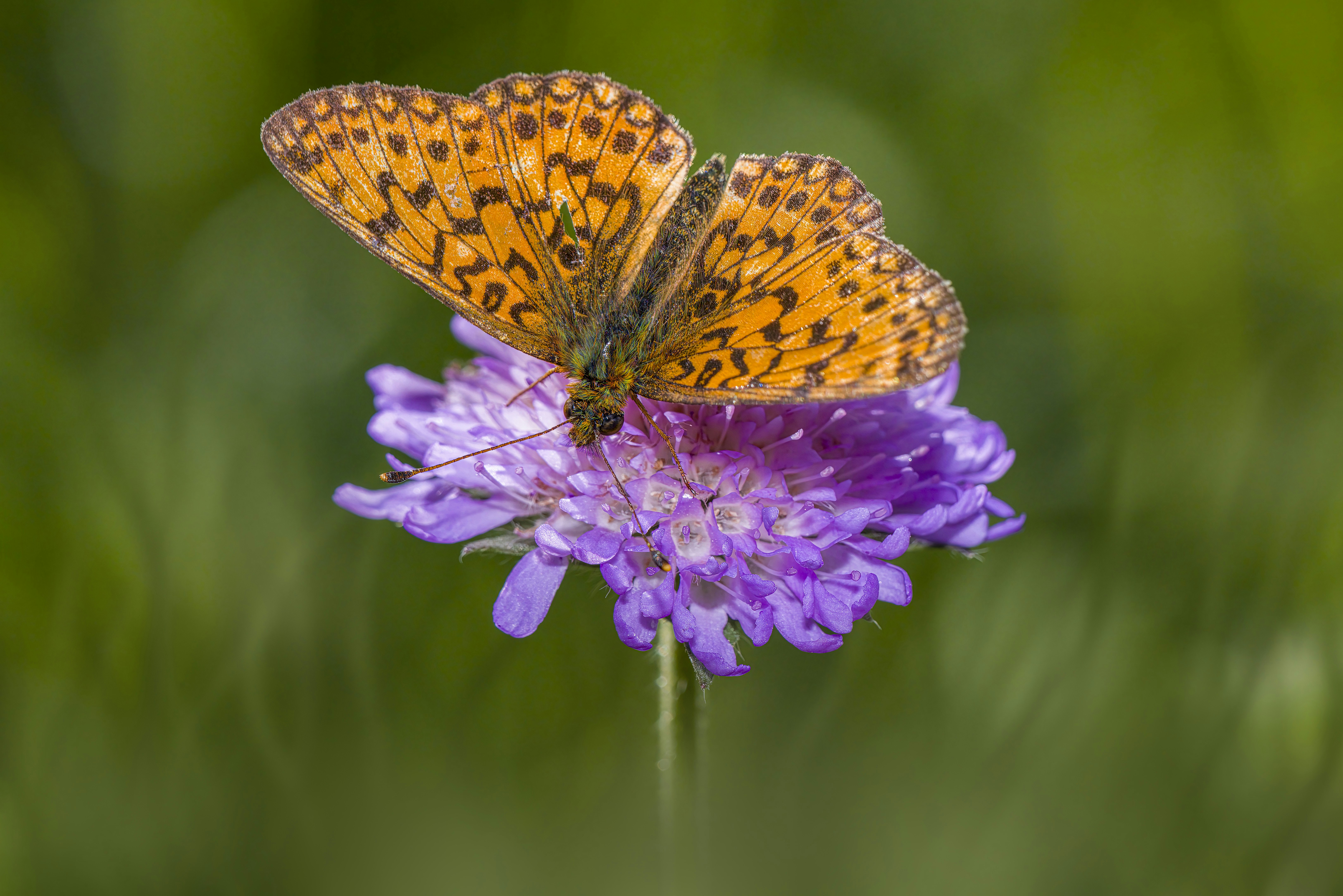 Photo by erik_karits