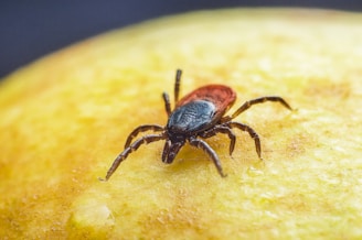 A close-up view of a tick walking over a textured yellow surface, displaying its detailed body parts including its reddish-brown back and multiple legs.