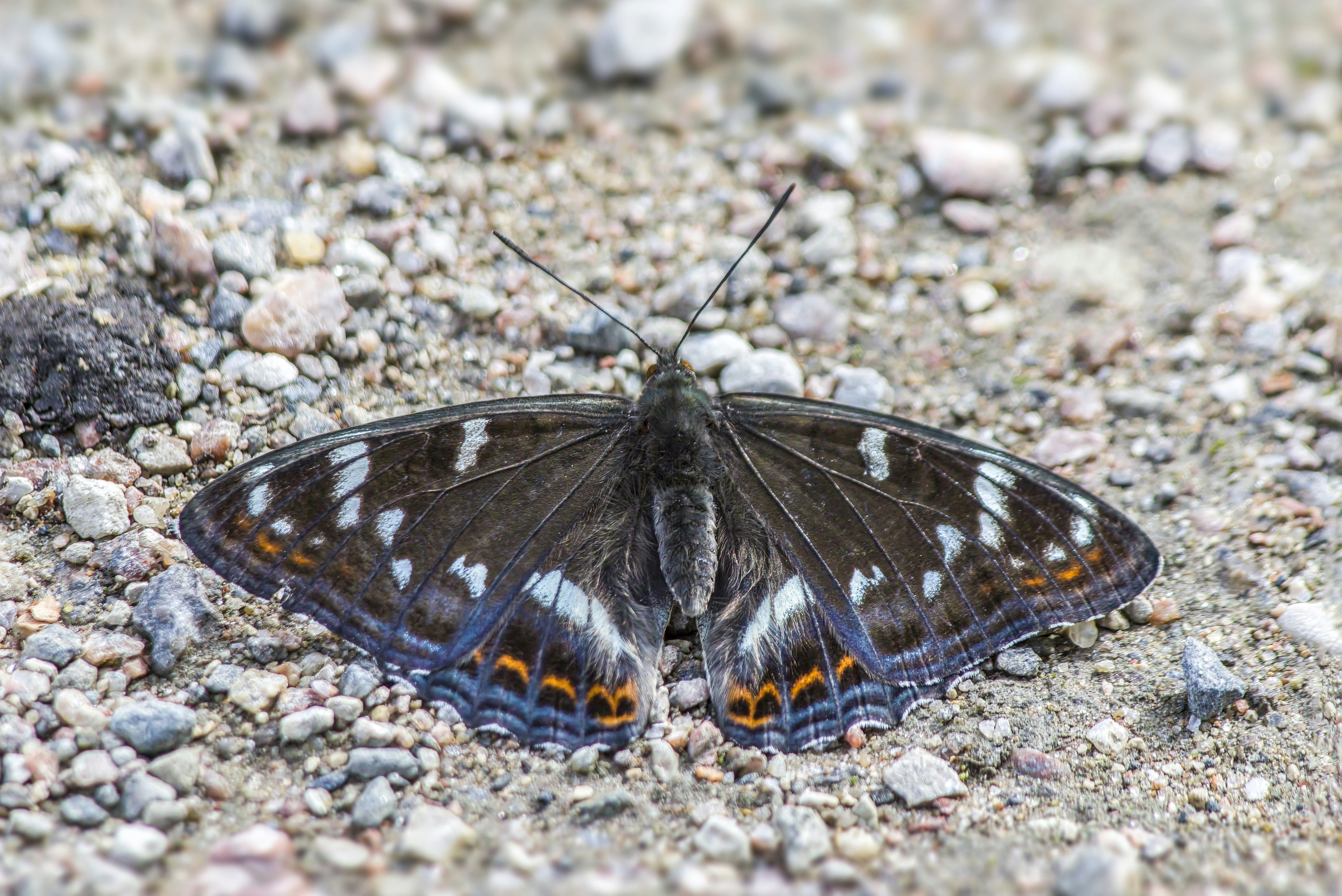 Photo by erik_karits