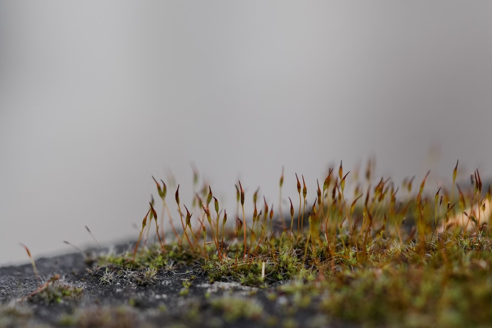 a close up of a moss growing on a rock