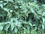 Dense foliage featuring healthy green leaves with visible texture and varying shades. Evidence of small insect activity is seen with minor holes in some leaves. Ground cover includes smaller plants and weeds interspersed among the larger leaves.