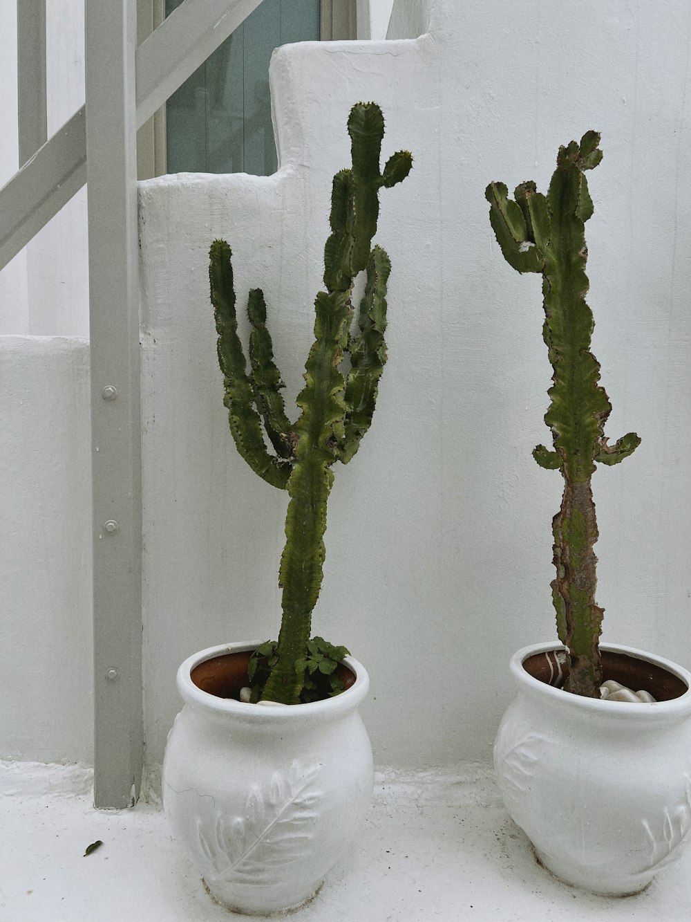 a couple of plants that are in some pots