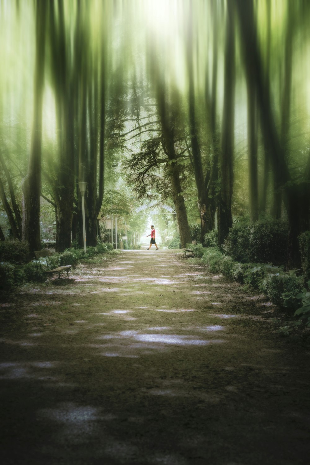 a person standing in the middle of a forest